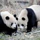 Illustration for article titled China Sends Goodwill Pandas To Taiwan • Meat Curtains And Other Weird Ladyparts Slang